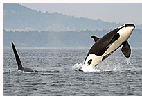 Southern Residents orca